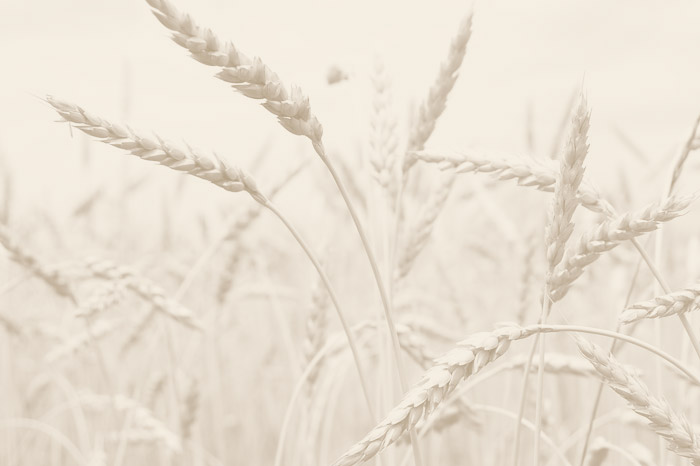 REPOSTERÍA ARTESANAL SIN ‘GRASAS TRANS’