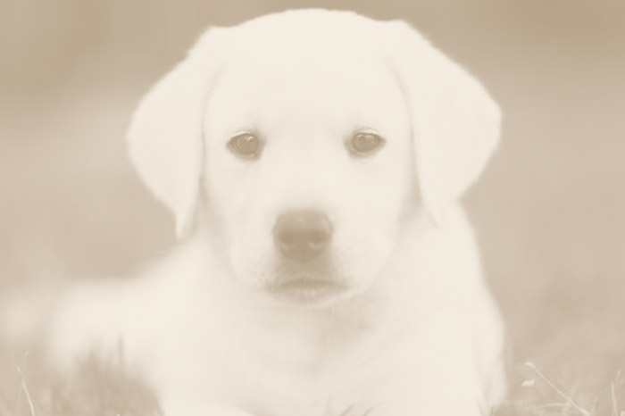 Lozano se suma a la II Feria de la Adopción de animales